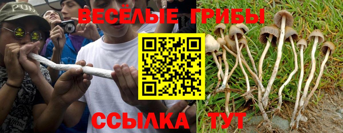 Псилоцибиновые грибы Psilocybe Канаш