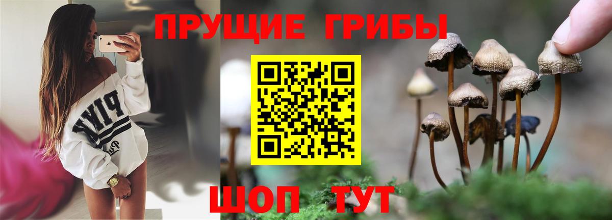 Галлюциногенные грибы Psilocybine cubensis  Канаш 